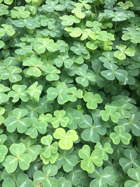 Love Clover Field, Instagram Feed Ideas, Simple Green, Spring Aesthetic, Lucky Clover, Pics Art, Phone Themes, I Wallpaper, Green Aesthetic