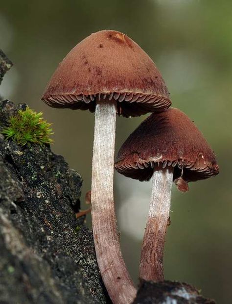 Brown Mushroom Aesthetic, Brown In Nature, Mushroom Photos, Mushroom Photo, Mushroom Images, Mushroom Growing, Mushroom Plant, Lichen Moss, Mushroom Brown