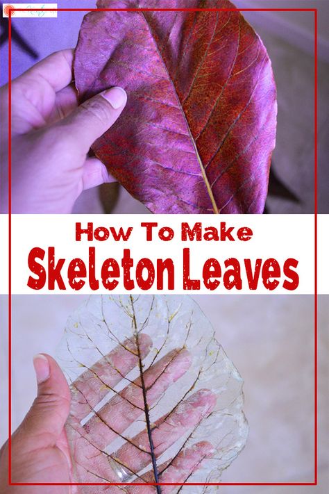 How To Make Skeleton Leaves (with Printable Instructions) - The Kreative Life Things To Do With Leaves, Productive Crafts, Nature Crafts For Adults Diy, Skeleton Leaf Art, Forest Themes, Vetenskapliga Experiment, Skeleton Leaves, Diy Nature, Paper Bowl