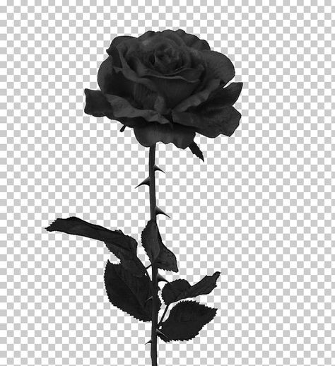 Black Rose White Background, Black Rose Sticker, Black Flower Sticker, Black Rose Drawing, Black Rose Painting, Black Flowers Aesthetic, Black Rose Aesthetic, Black Rose Art, White Rose Png