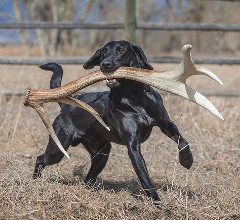 Morgan Core, American Labrador, Dog Pond, Hunting Dogs Breeds, Whitetail Hunting, Black Labrador Dog, Hunting Pictures, Goofy Dog, Fall Activity