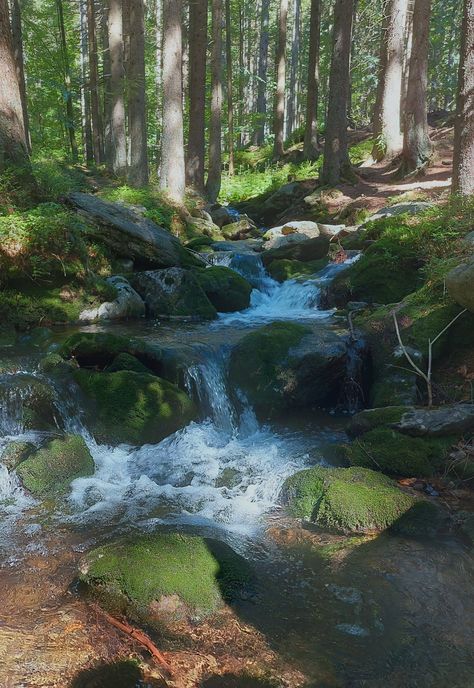 Pretty Nature, Trees, Forest, Running, Green, Nature