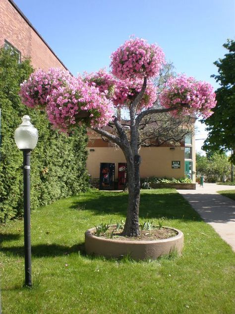 PETUNIA TREE! The trunks and branches are made of brass, steel, or concrete and steel. Trees over 8 feet tall have automatic, programmable watering systems built inside the trunks. White Flowering Trees, Boxwood Garden, Natural Landscaping, Tropical Garden Design, Terrace Decor, Front Yard Garden Design, Outdoor Gardens Design, Front Yard Garden, Kids Activity