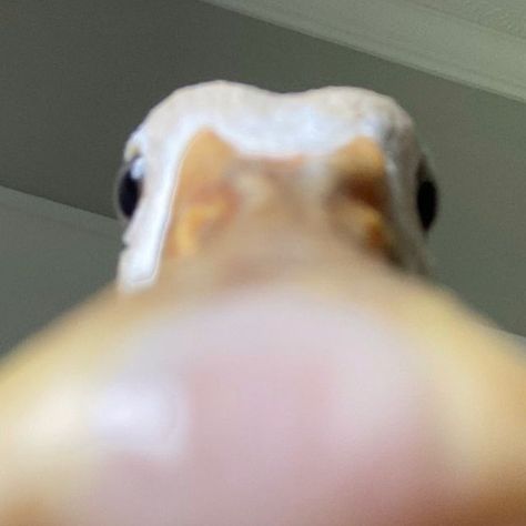 Pet Call Ducks on Instagram: "Can I come over and stare at you like this. #funnymeme #meme #memes #funny #cuteduck #duck #pet #bird" Call Ducks, Duck Pet, Duck Memes, Duck Pictures, Duck Wallpaper, Duck Photo, Pet Ducks, Duck Pins, Cute Ducklings