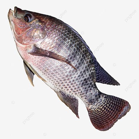 Fish Tilapia, Transparent Fish, Beautiful Tropical Fish, Fish Png, Tilapia Fish, Image Of Fish, Fish Background, Water Sculpture, Apple Picture