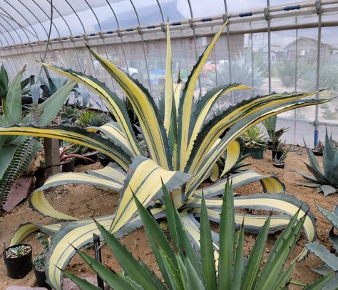 Agave Americana, Century Plant, Tequila, Canning, Plants