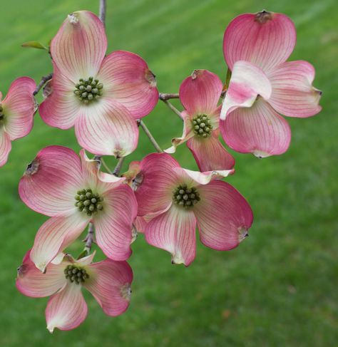 Pink Dogwood Flowers, Flower References, Dogwood Branches, Dogwood Flower, Pink Dogwood, Dogwood Blossoms, Dogwood Flowers, Botanical Illustrations, Flower Photography