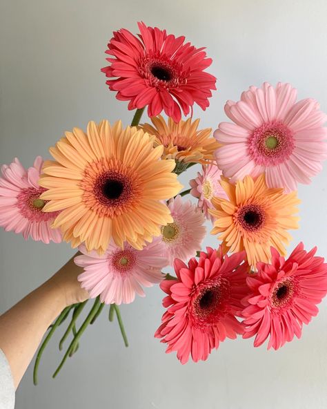 Mixed gerbera daisies in peach, coral, and pink. Gerbera Daisy Wedding, Gerbera Daisy Bouquet, Flower Identification, Gerbera Flower, Pink Gerbera, Vintage Flowers Wallpaper, Lovely Flowers Wallpaper, Anemone Flower, Nothing But Flowers