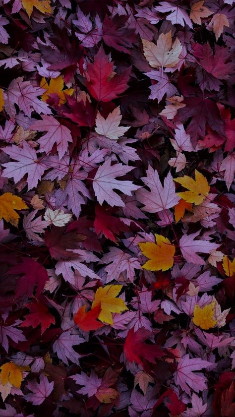 Осень Fall Purple, Iphone Wallpaper Fall, Fall Background, Wallpaper Tumblr, Phone Wallpaper Images, Flower Phone Wallpaper, Tumblr Wallpaper, Iphone Background Wallpaper, Jolie Photo