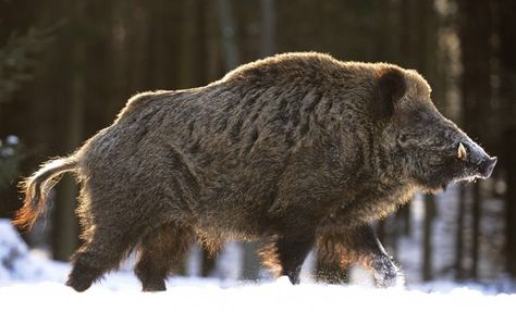 Wild boar Wild Boar Hunting, Boar Hunting, Hog Hunting, Wild Pig, Wild Hog, Interesting Animals, Your Spirit Animal, Wild Boar, Pretty Animals