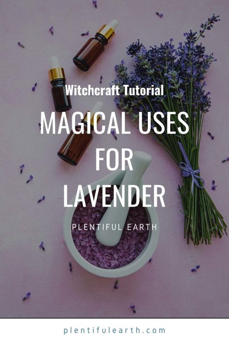 Magical Properties of Lavender | Lavender Materia Magicka » Plentiful Earth Magical Properties Of Lavender, Lavender Magical Properties, Lavender Properties, Wicca Rituals, Pagan Kitchen, Lavender Uses, Lavender Perfume, Diluting Essential Oils, Witch Tips