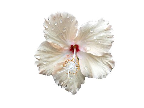 Hibiscus Red Flower - Free photo on Pixabay Hibiscus Red, Arte Monster High, White Hibiscus, Flower Collage, Flower Icons, Summer Icon, Nothing But Flowers, Flower Therapy, Flower Graphic