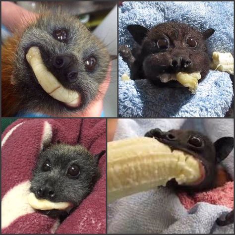 Dr Helen Ingram on X: "We’ve reached that point in the week where we would all benefit from seeing some baby bats eating bananas https://t.co/JfjqHsP2p7" / X Bat Eating Banana, Bat Reference, Bat Eating, Banana Meme, Eating Banana, Fox Bat, Bat Animal, Eating Bananas, Fruit Bat