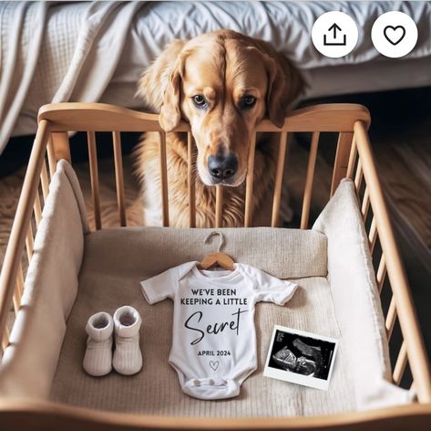 Baby Reveal With Dog, Golden Retriever Pregnancy Announcement, Baby Announcement Photoshoot With Dogs, Gender Reveal With Dog, Pregnancy Announcement With Dogs, Pregnancy Announcement Riddles, New Puppy Announcement, Baby Announcement With Dog, Pregnancy Announcement With Dog