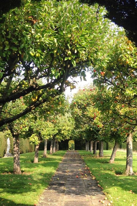 Orchard Garden Aesthetic, Food Garden Ideas, Orchard Landscaping, Orchard Ideas, House With A Garden, Food Landscape, House With Garden, Apple Garden, Hatfield House