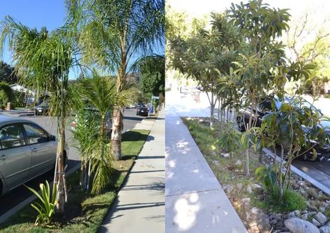 Home Landscaping: How to Avoid the 5 Biggest Mistakes - Dengarden - Home and Garden Palm Varieties, Tree Landscaping, Loquat Tree, Garden Problems, Home Landscaping, Planting, Landscape Design, My Blog, Landscaping