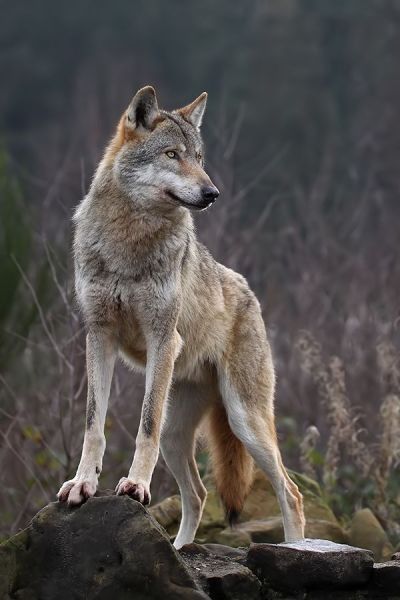 Wolf Poses, Regard Animal, Wolf Photography, Wolf Photos, Wolf Spirit Animal, Wolf Wallpaper, Wolf Love, Wolf Drawing, Young Animal