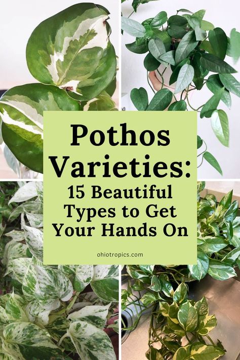 Different Types Of Pothos Plants, Different Types Of Pothos, Indoor Plants Pothos, Indoor Plant Types, Different Pothos Plants, Types Of Vine Plants, Pothos Plant Types, Zz Plant Varieties, Best Indoor Vine Plants