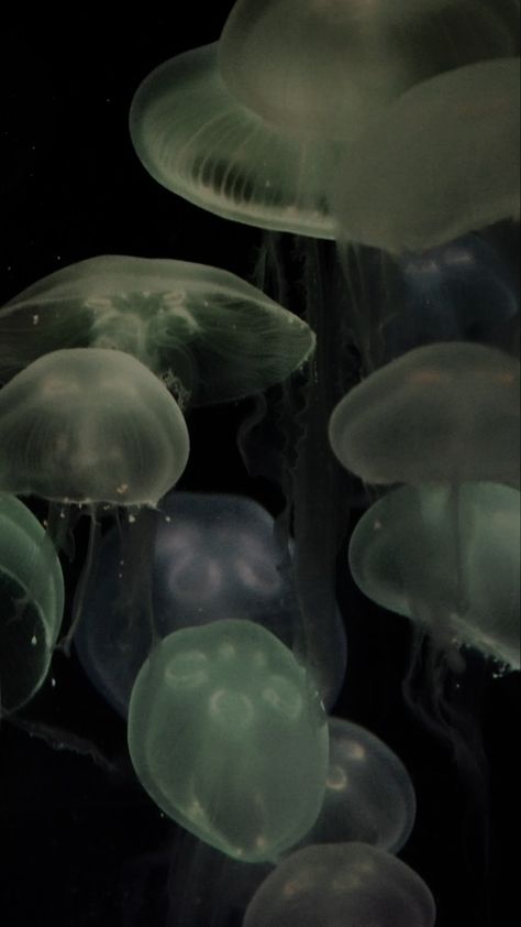 Green Jellyfish, Green Wallpaper, Jellyfish, Dark Green, Floating, Water, Green