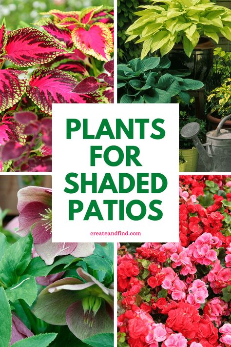 Perfect plants for shaded patios or porches. Just because your outdoor spaces don't get much sun, doesn't mean you can't add beautiful colors and textures with plants. There are many shade-loving plant options that will thrive on your patios or porches. Outdoor Plants For Shaded Areas, Flowers For Shaded Areas, Plants For Shaded Areas, Potted Plants For Shade, Landscape Interior Design, Shade Plants Container, Plants That Like Shade, Plants That Love Shade, Front Porch Flower Pots