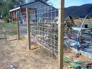 How to...inside and out: BLACKBERRY TRELLIS Blackberry Trellis, Raspberry Trellis, Grape Vine Trellis, Blackberry Plants, Growing Blackberries, Garden Improvement, Grape Trellis, Growing Raspberries, Landscape Timbers