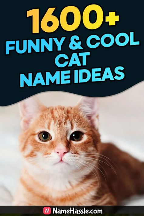 Funny & Catchy Cat Names Ideas (Generator) Badass Cat Names, Cat Names Ideas, Halloween Names For Cats, Ginger Cat Names, Girl Cat Names, Names Generator, Unique Cat Names, Warrior Cat Names, Funny Cat Names