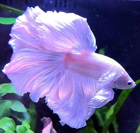 Betta Fish Tank With Other Fish, Colorful Freshwater Fish, Beta Fish Photography, Beta Fish Aesthetic, Betta Fish Aesthetic, Betta Fish Types, Betta Aquarium, Pretty Fish, Betta Tank