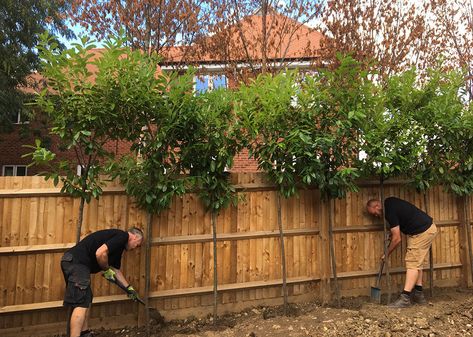 Use screening trees to provide garden privacy, fences are more expensive than you think! - kingco Heighten Fence Ideas, Trees Around Fence, Trees Fence Line, Trees In Front Of Fence, Front Garden New Build Uk, Best Tree For Privacy Fence, Best Trees For Fence Line, Instant Privacy Backyards, Red Robin Trees In Garden