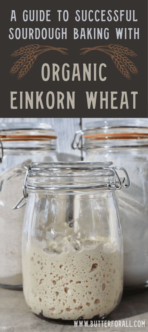 If you are starting a journey into the delicious world of organic einkorn sourdough then you need to make this guide your first stop! Learn a little about the history of einkorn wheat, what makes it special, its incredible nutritional profile, how to use it in sourdough starters, and how to make sourdough baked goods successfully with this amazing ancient grain. #einkorn #guide #organic #sourdough #ancientgrain #realfood #fermentation Einkorn Sourdough Crackers, Kamut Sourdough Starter, Einkorn Discard Recipes, Sourdough With Fresh Milled Flour, Einkorn Sourdough Discard Recipes, Einkorn Pie Crust, Multigrain Sourdough Bread Recipe, Ancient Grain Bread Recipe, Sourdough Einkorn