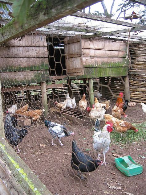 Reban Ayam, Chicken Rearing, Poultry Farm Design, Backyard Coop, Chicken Images, Backyard Chicken Coop Plans, Poultry House, Chicken Pen, Urban Chickens