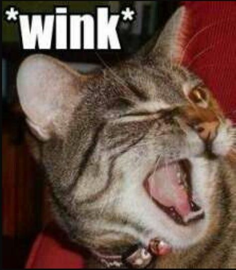 WINK (cat) WINK Funny Cat Pictures, Silly Cats, Crazy Cat Lady, Beautiful Cats, Mans Best Friend, Animals Friends, Crazy Cats, Cat Pics, Funny Cute