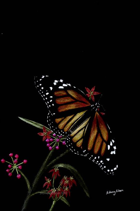 Colored Pencil On Black Paper, Pencil On Black Paper, Pencil Drawing Tutorials, Black Paper Drawing, Colored Pencil Techniques, Butterfly Drawing, Toned Paper, Colored Pencil Drawing, Arte Sketchbook