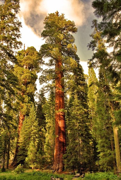 Sequoia National Park one of Earths true treasures left to us. These Sequoias are truly majestic and so full of life. I was given such a pleasure to walk through the forest upon forest of these beautiful most giants of Trees. To call them trees. Seems so unrealistic. They are truly a gift to us to see and preserve. The blonde in the pic. Trees In Winter, Tallest Tree In The World, Tropical Deciduous Forest, Biggest Trees In The World, Giant Sequoia Trees, Sequoia Tree, Tall Trees Grove Redwoods, Giant Tree, Redwood Tree