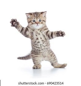 Jumping Cat, Cat Standing, Funny Looking Cats, Cat Png, Cat Reference, Cat Stock, Image Cat, Cat Stands, Dancing Cat