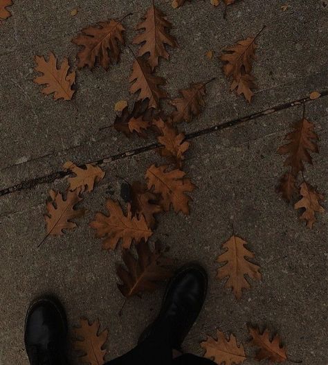 Dark Brown Autumn Aesthetic, Halloween Dark Academia Aesthetic, Autumn Dark Academia Aesthetic, Dark Academia Rock Aesthetic, Orange Witchy Aesthetic, Dark Academia Nature Aesthetic, Autumn Brown Aesthetic, Dark Academia Autumn Aesthetic, Dark Academia Astethic