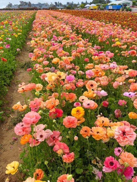 May Astethic, Bright Flowers Aesthetic, Colourful Aesthetic, Flower Picking, Vibrant Aesthetic, Flower Board, Flower Places, Pink And Yellow Flowers, Boquette Flowers