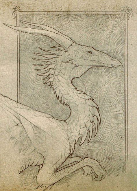 Western Dragons Biotechnology Art, Dragon Anatomy, Medieval Dragon, Dragon Sketch, Mythical Animal, Dragon Illustration, Tinta China, Dragon Artwork, Dragon Drawing