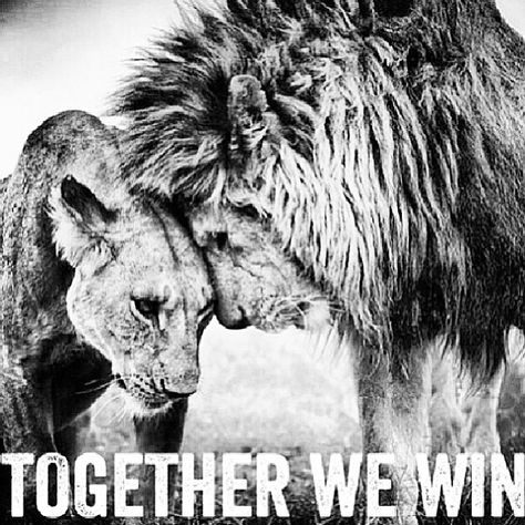 Together we win love quotes couple relationship lion Lion Quotes, Lion And Lioness, Lion Love, Short Inspirational Quotes, Couple Relationship, Love My Husband, Couple Quotes, Married Life, Love And Marriage