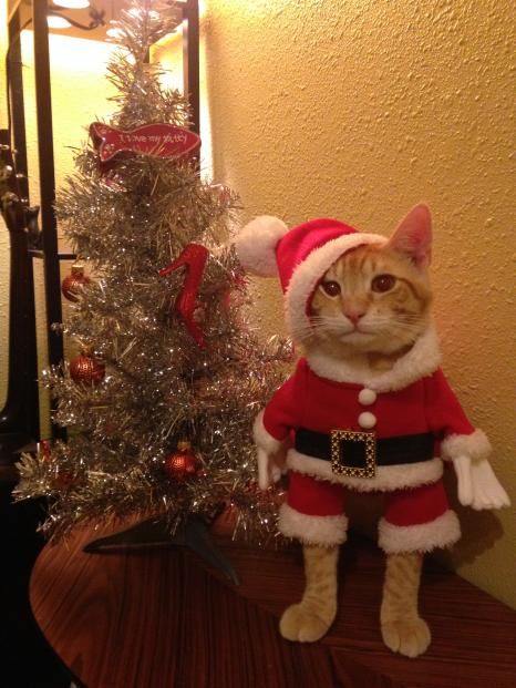 Cat Dressed Up, A Cat, Christmas