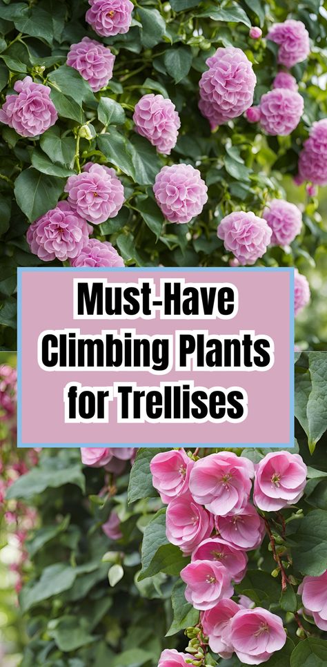 Don't miss out on these must-have climbing plants for your trellis. Perfect for adding beauty and greenery to any garden Wisteria Trellis Ideas Backyards, Artificial Climbing Plants, Plants On Trellis, Climbing Nasturtium Trellis, Plants For Trellis Climbing Flowers, Trellis Flowers Ideas, Best Climbing Plants Trellis, Climbing Rose Trellis Ideas Diy, Climbing Bougainvillea Trellis