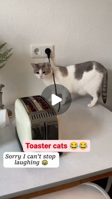 Animal Humor Hilarious, Cat Jokes For Kids, Funny Kitty Videos, Funny Cat Memes Hilarious, Funny Videos Cats, Funny Cats And Dogs Videos, Funny Pets Videos, Funny Cat Videos Can't Stop Laughing, Funny Cat Videos Hilarious