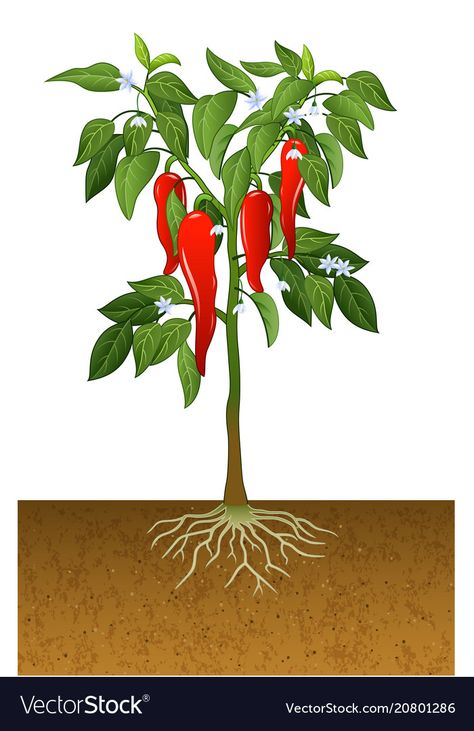 Chili pepper plant Royalty Free Vector Image - VectorStock Chili Pepper Plant, Bell Pepper Plant, Plants Kindergarten, Vegetable Drawing, Chilli Plant, Pepper Plant, Plant Cartoon, Plant Vector, Kampot