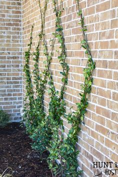 How to Build A DIY Wire Trellis on a Wall - Salvaged Living Jasmine Wire Trellis, Diy Ivy Wall Outdoor, Diamond Trellis Wall, Jasmine Vine Trellis, Ivy Trellis Wall, Jasmine Trellis Ideas, Jasmine On Trellis, Ivy On Trellis, Jasmine Trellis Wall