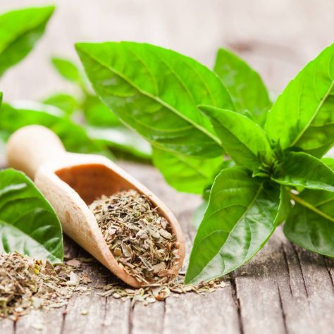 How To Dry Fresh Basil Leaves - 4 Easy Techniques You Can Use Dry Basil, Dried Basil Leaves, Herbs To Grow, Microwave Plate, Basil Leaf, Dried Basil, Sweet Basil, Culinary Herbs, Alkaline Foods