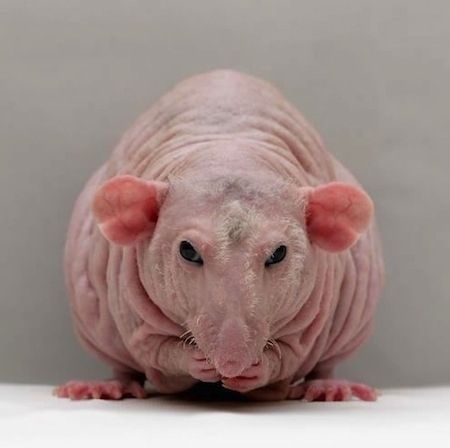 Stressed Out Animals Who Really Need A Break Hairless Animals, Hairless Rat, Rattus Rattus, Dumbo Rat, Mole Rat, Ugly Animals, Funny Rats, Fancy Rat