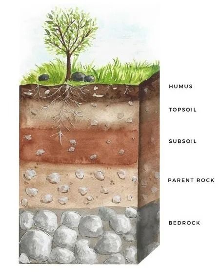 Soil Profile Diagram For Class 8 Soil Worksheet, Layers Of Soil, Soil Layers, Plant Science, Top Soil, Cross Section, Organic Matter, Types Of Soil, Printable Poster