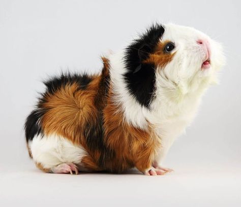 The Abyssinian Guinea Pig is an exceptional type of guinea pigs that have awed numerous individuals all around the globe. We ask be talking about it a more in details. #AbyssinianGuineaPig Guinea Pig Breeding, Pig Pics, Baby Guinea Pigs, Guinea Pig Bedding, Pet Guinea Pigs, Guinea Pig Care, Cute Guinea Pigs, Cute Piggies, Pet Pigs