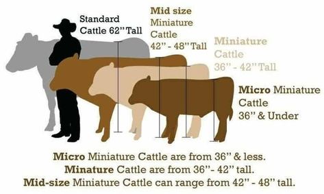 Jersey Cattle, Mini Highland Cow, Miniature Cattle, Milk Cows, Miniature Cows, Artificial Insemination, Beef Cow, Cow House, Mini Cows