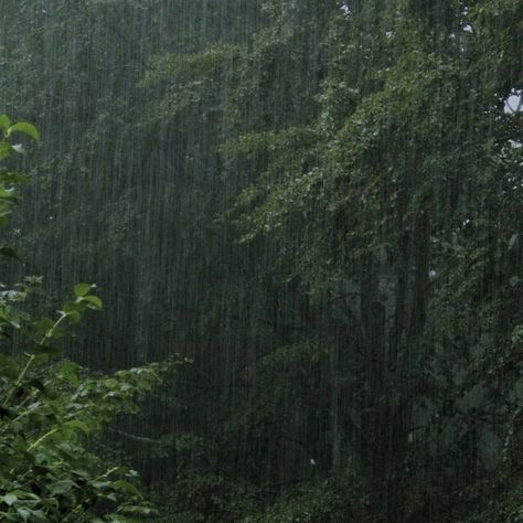 Rain In The Forest, Dark Naturalism, Dark Forest Aesthetic, Rainy Day Aesthetic, I Love Rain, Dark Green Aesthetic, Love Rain, Sound Of Rain, Clipuri Video