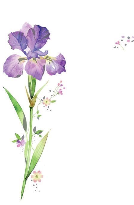 Iris Flower Tattoo, Iris Tattoo, Iris Purple, Advocate Art, Purple Iris, Iris Flowers, Purple Lavender, Flower Images, Greeting Card Design